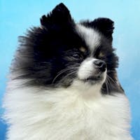 Panda Mascot at Spitzer Buick GMC