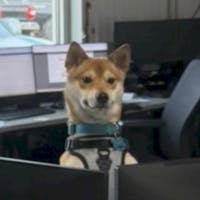 Chibi Wholesale Pup at Corwin Public Wholesale