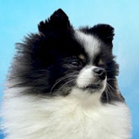 Panda Mascot at Spitzer Buick GMC Parma