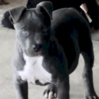 Ryan Harrison at Nottingham Chrysler Dodge Jeep Ram of Sulphur Springs