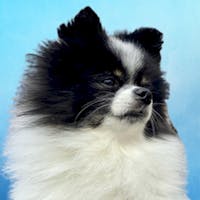 Panda Mascot at Spitzer Ford Dubois, LLC