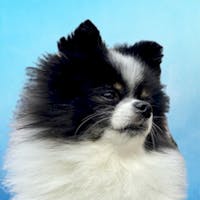 Panda Mascot at Spitzer Chevrolet Amherst