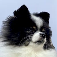 Panda Mascot at Spitzer Volkswagen Amherst