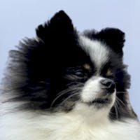 Panda Mascot headshot