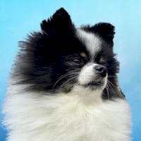 Panda Mascot at Spitzer Nissan