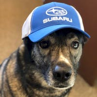 Vegas Bailey at Dunning Subaru