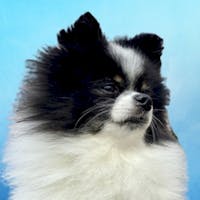 Panda Mascot at Spitzer Auto World St Marys