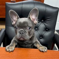 Archie the Frenchie at Elite Auto Brokers
