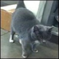 Gracie The Cat