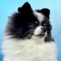 Panda Mascot at Spitzer Chevrolet North Canton