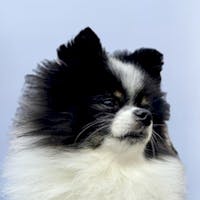 Panda Mascot