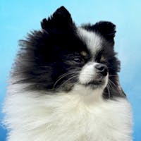 Panda Mascot at Spitzer Kia Cleveland