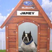 Jamey The Dog at Landers McLarty Subaru