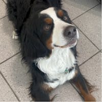 Stanley Schubert at Larry H. Miller Volkswagen Lakewood