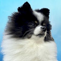 Panda Mascot at Spitzer Chevrolet Northfield