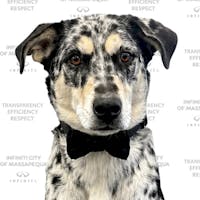 Jasper The Dog at INFINITI City of Massapequa